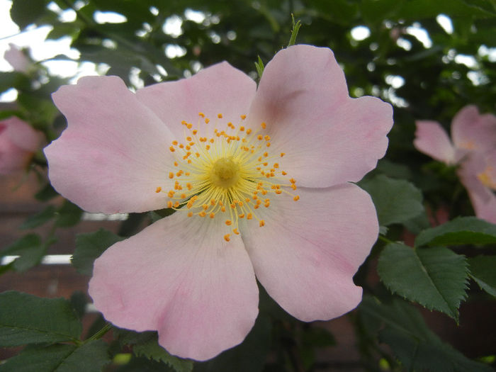 Rosa canina_Dog Rose (2013, May 09) - ROSA Canina_Dog Rose