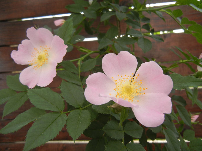 Rosa canina_Dog Rose (2013, May 09) - ROSA Canina_Dog Rose