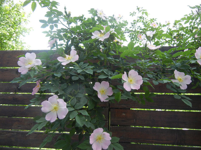 Rosa canina_Dog Rose (2013, May 09) - ROSA Canina_Dog Rose