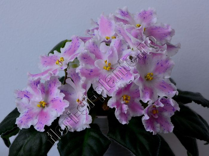 Saintpaulia Kostya’s Fantasy - VIOLETE AFRICANE - Saintpaulia - II