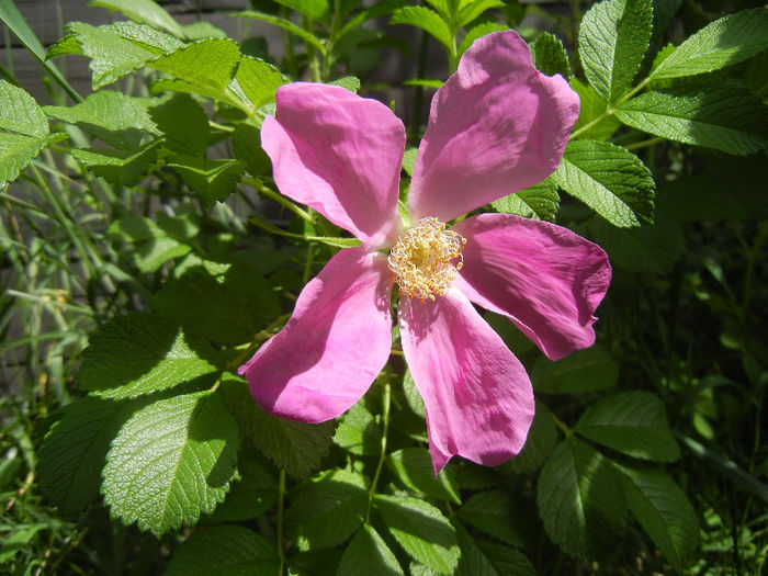 Rosa rugosa (2013, May 09)
