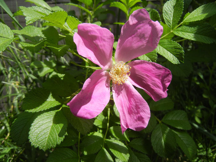 Rosa rugosa (2013, May 09)
