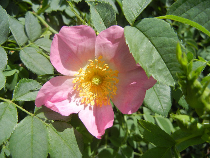 Rosa rugosa (2013, May 09)