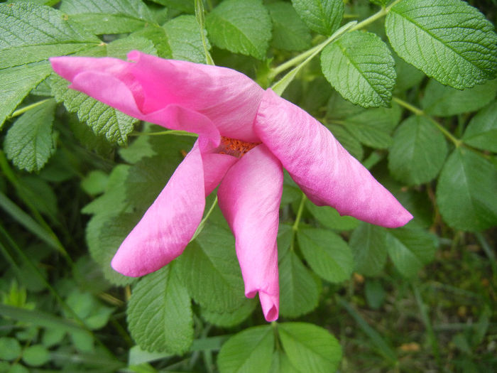 Rosa rugosa (2013, May 09)