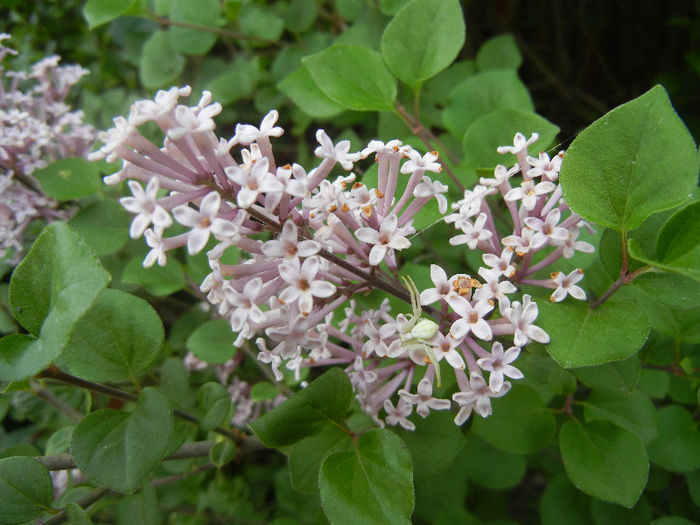 Syringa patula Miss Kim (2013, May 09)