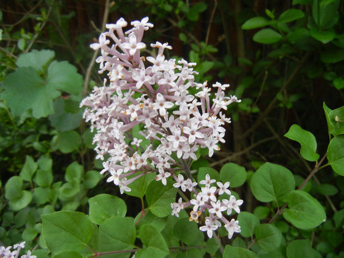 Syringa patula Miss Kim (2013, May 09)