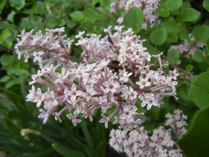 Syringa patula Miss Kim (2013, May 09)