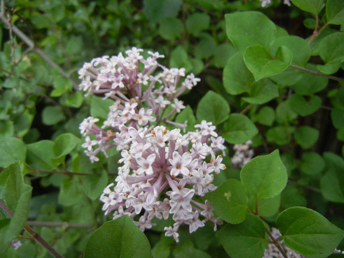 Syringa patula Miss Kim (2013, May 09) - Liliac_Syringa patula Miss Kim