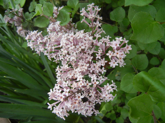 Syringa patula Miss Kim (2013, May 09)