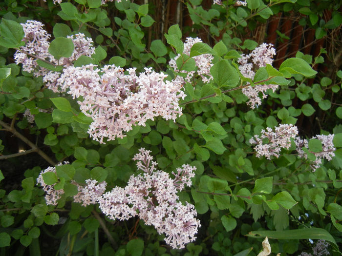 Syringa patula Miss Kim (2013, May 09)