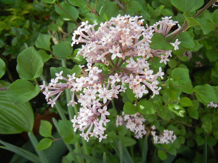 Syringa patula Miss Kim (2013, May 09)