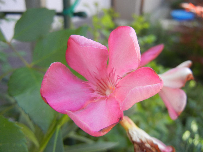 Pink Oleander (2013, May 08) - NERIUM Oleander