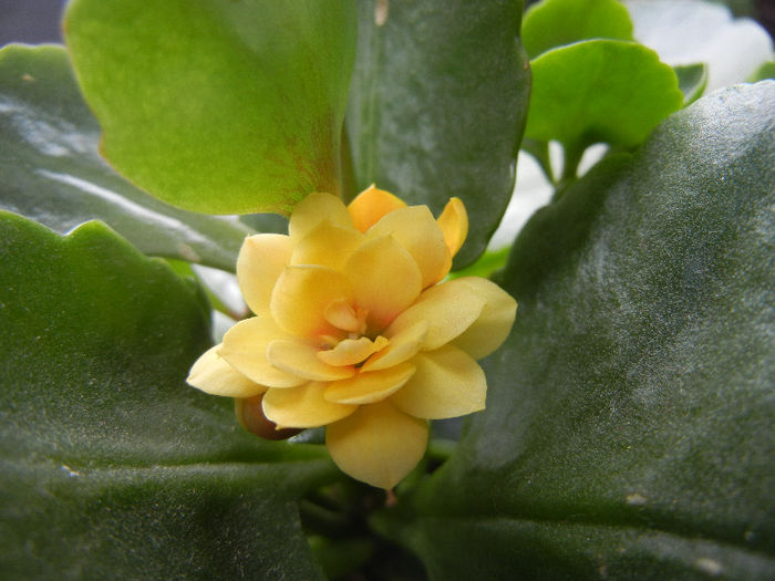 Yellow Kalanchoe (2013, May 09)