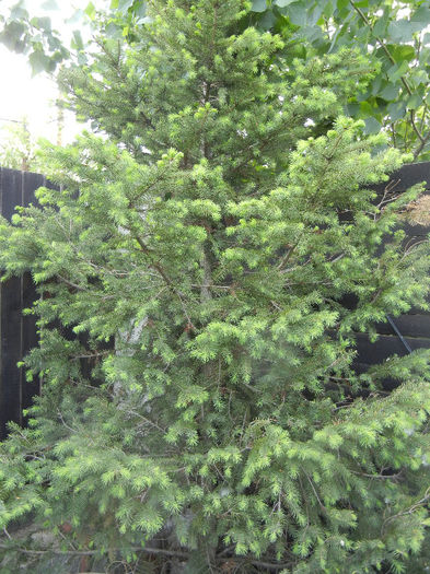 Picea abies (2013, May 09)