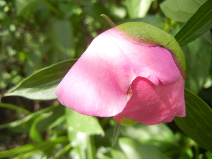 Peony. Bujor (2013, May 09) - BUJORI_Peony Paeonia
