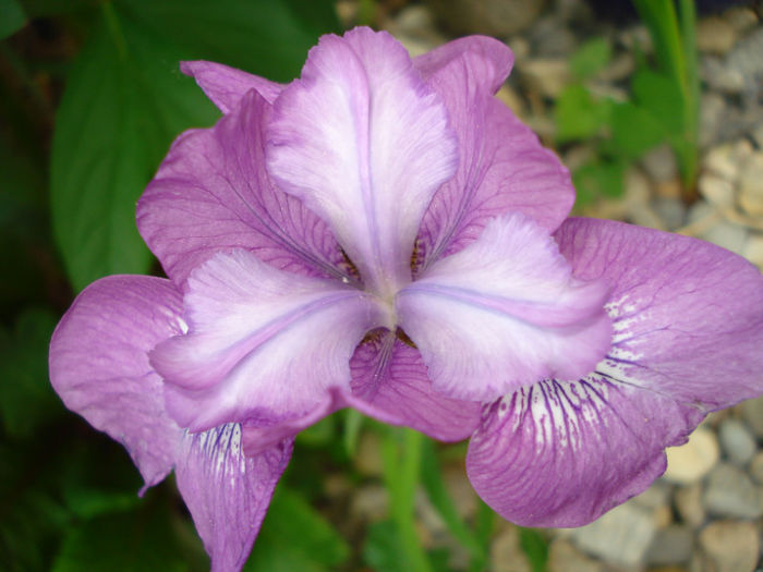 Iris ensata