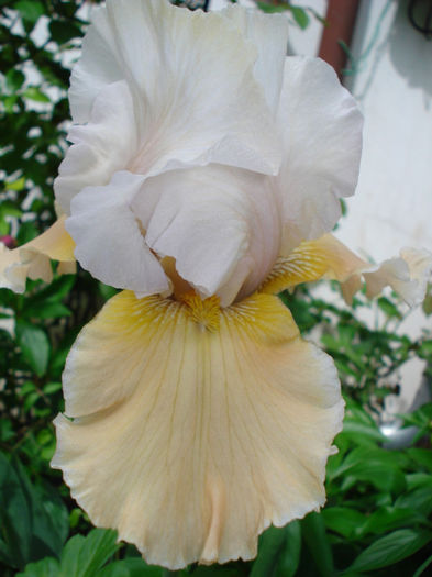 22.23. "Champagne Elegance" - IRISI BARBATA ELATIOR GERMANICA