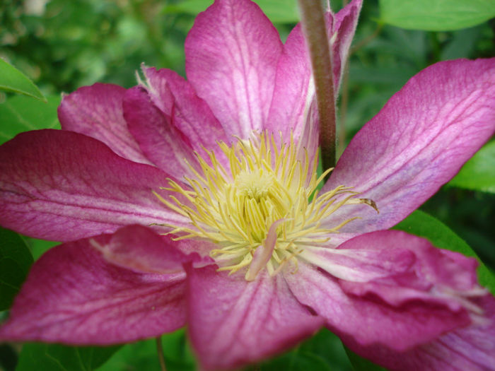 "Asao" - Clematis 2013