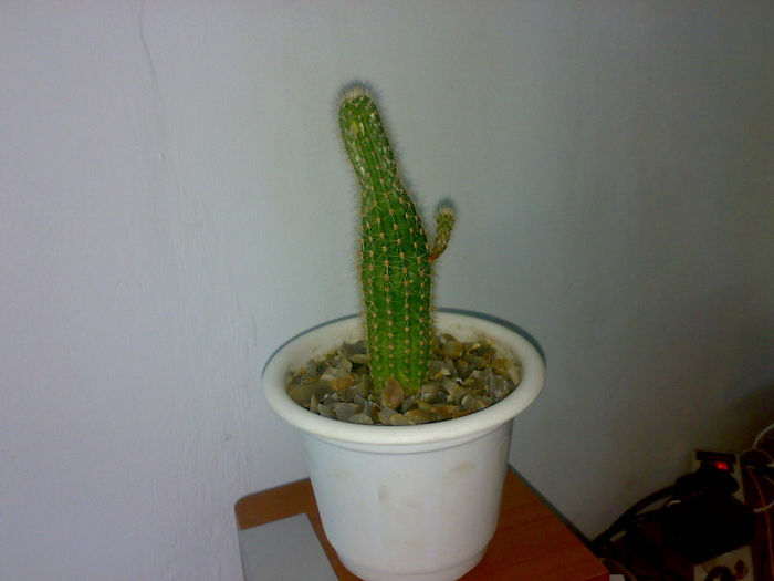 Update 9 mai 2013 - Cactusi Echinopsis Trichocereus