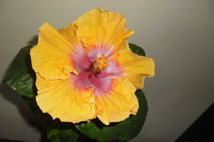 Eye of Kali - Hibiscus 2013 -1