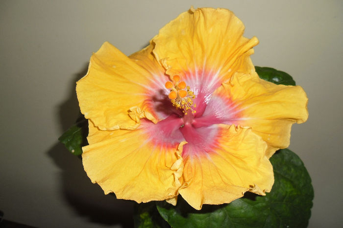 Eye of Kali - Hibiscus 2013 -1