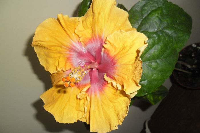 Eye of Kali - Hibiscus 2013 -1