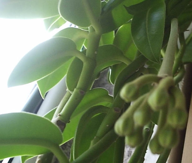 09.05.2013 - Hoya Imperialis