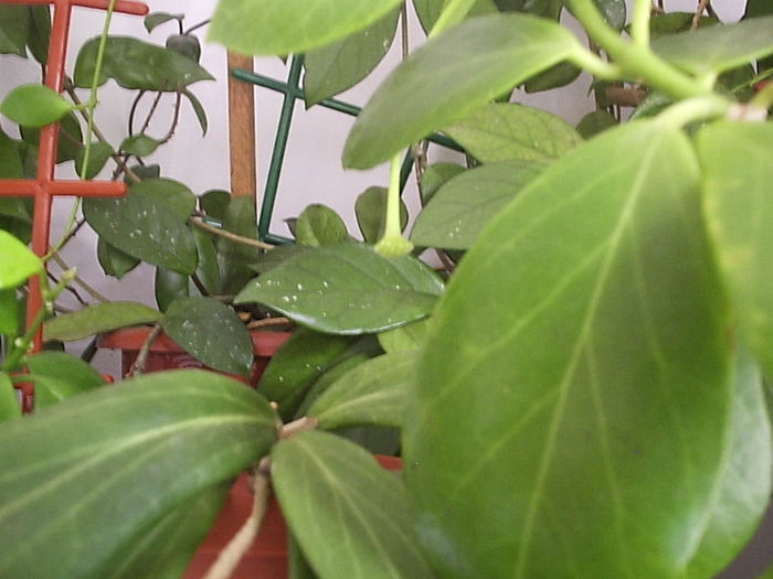 09.05.2013 - Hoya obscura longipedunculata