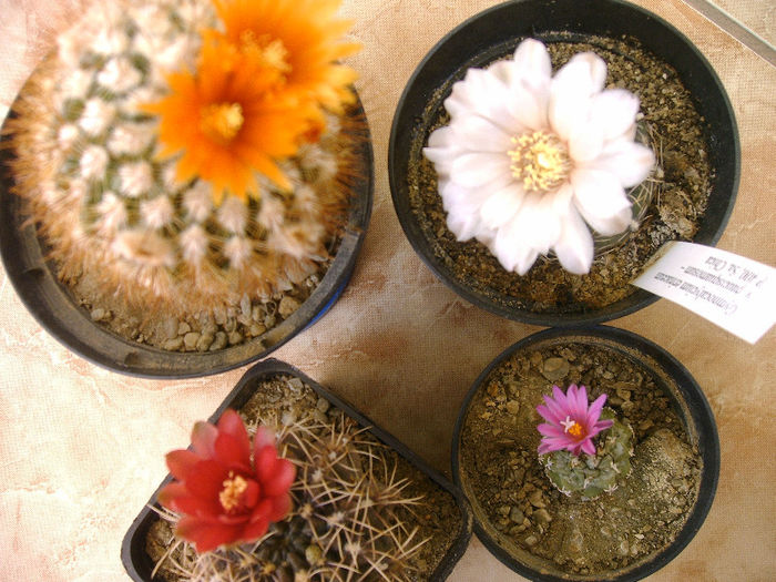 IMAG0049 - Flori cactusi I