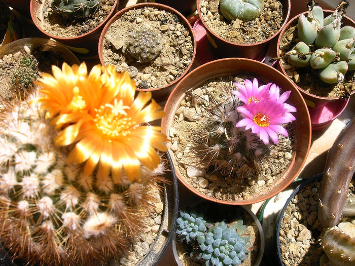 IMAG0003 - Flori cactusi I