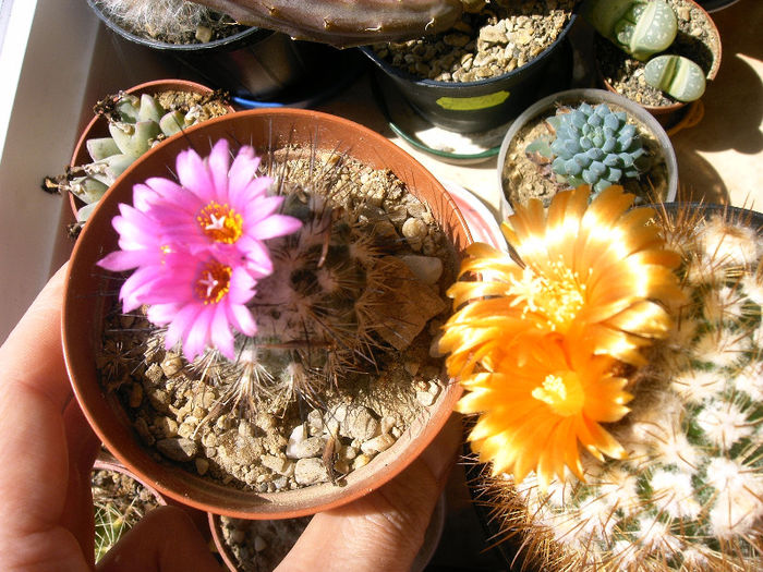 IMAG0005 - Flori cactusi I