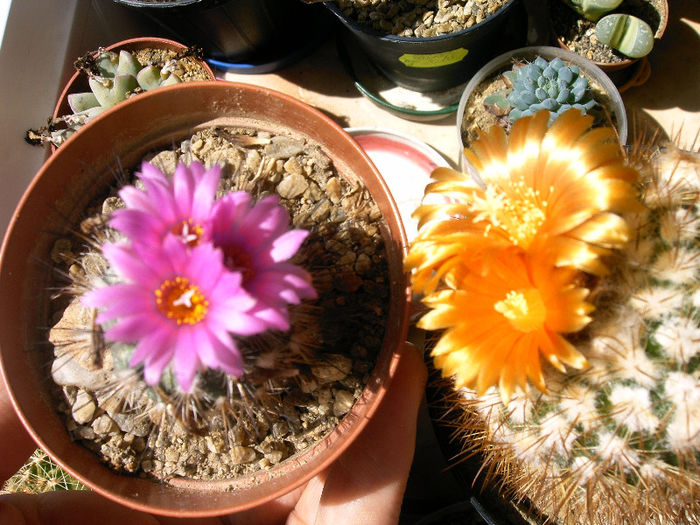 IMAG0006 - Flori cactusi I