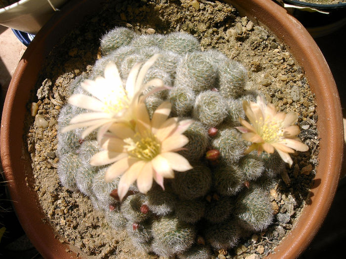 IMAG0007 - Flori cactusi I