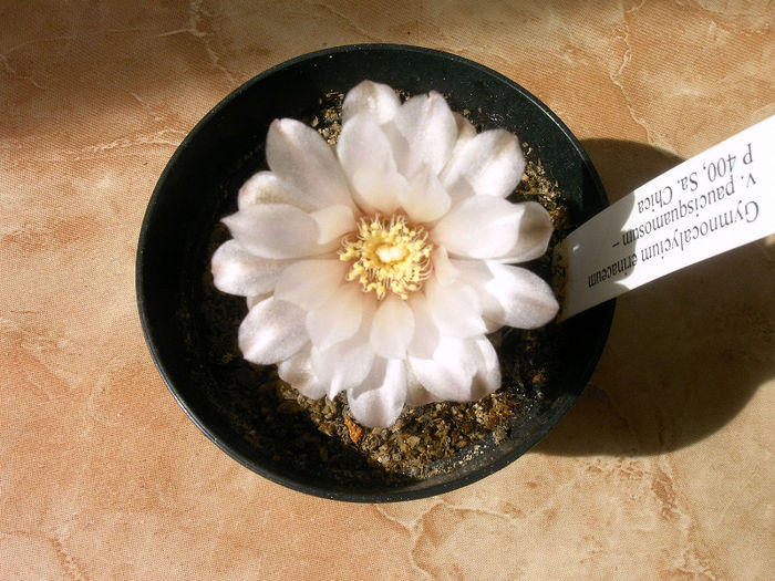 IMAG0035 - Flori cactusi I