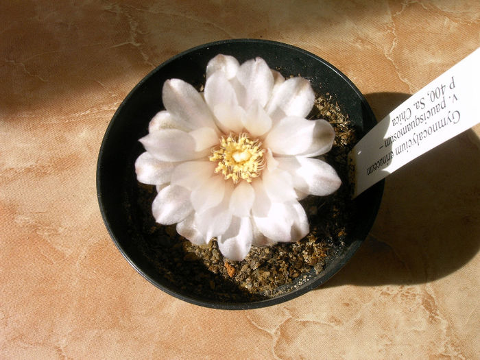 IMAG0036 - Flori cactusi I