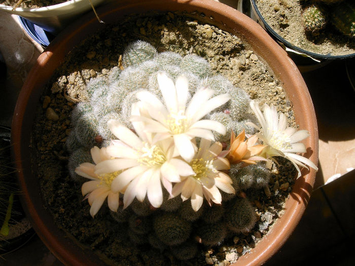 IMAG0042 - Flori cactusi I