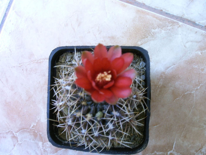 IMAG0043 - Flori cactusi I