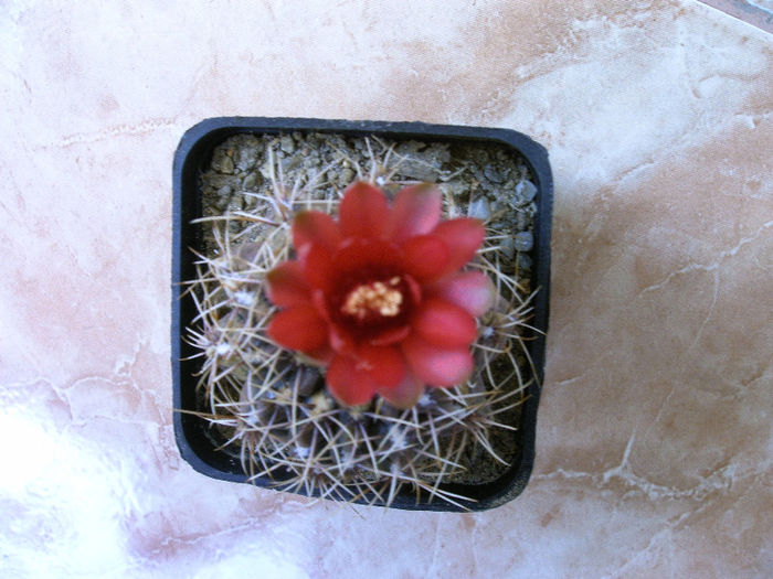 IMAG0044 - Flori cactusi I