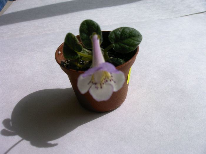 Country Bumpkin - SINNINGII