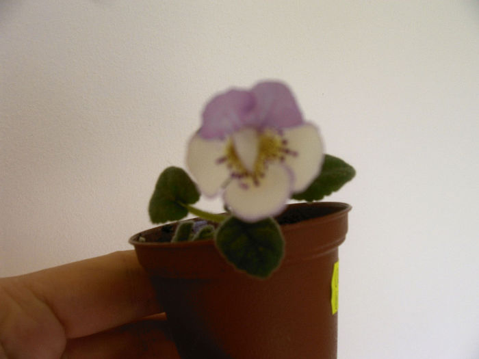 IMAG0010 - SINNINGII