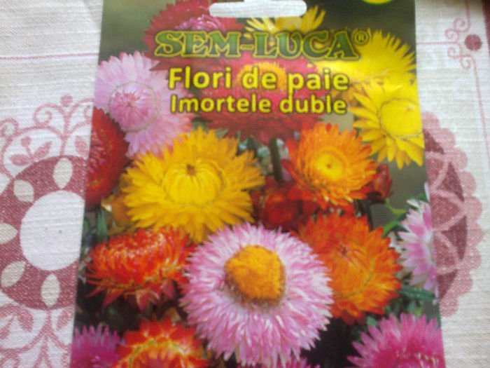 flori de paie; imortele duble
