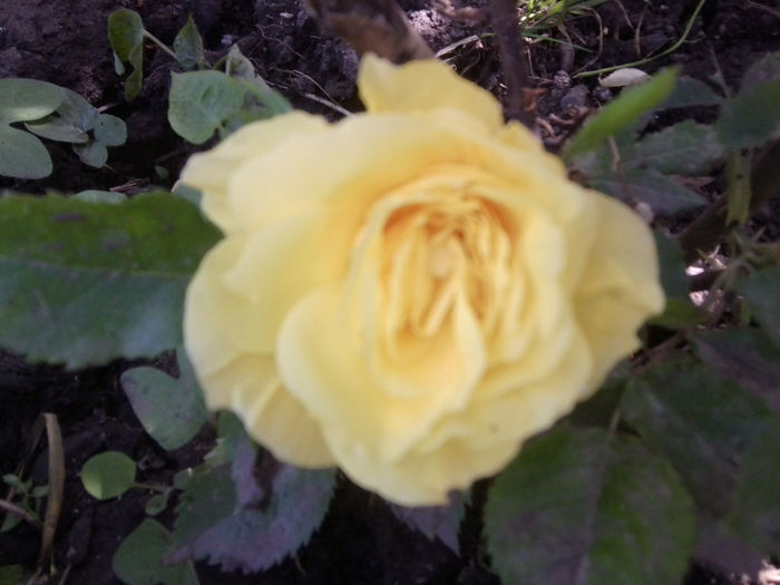 primul trandafir - roze 2013