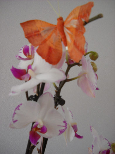 8.mai.013 - Orhideea - Phalaenopsis-Cambria