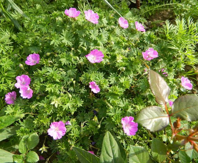 Geranium - Diverse in gradina