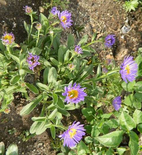Aster pitic - Diverse in gradina