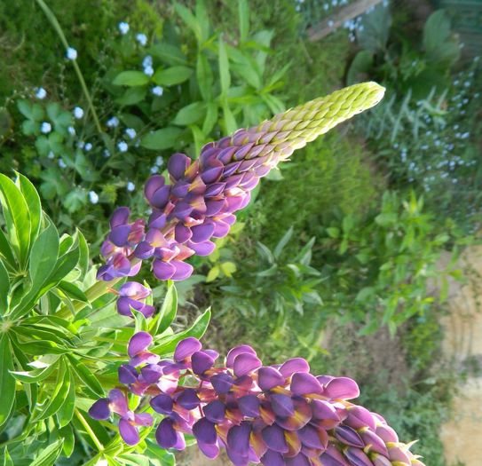 Lupin - Diverse in gradina