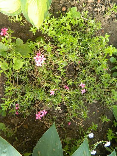 Phlox - Diverse in gradina