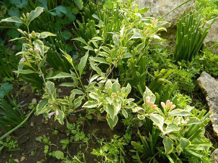 Weigela variegata cu flori roz