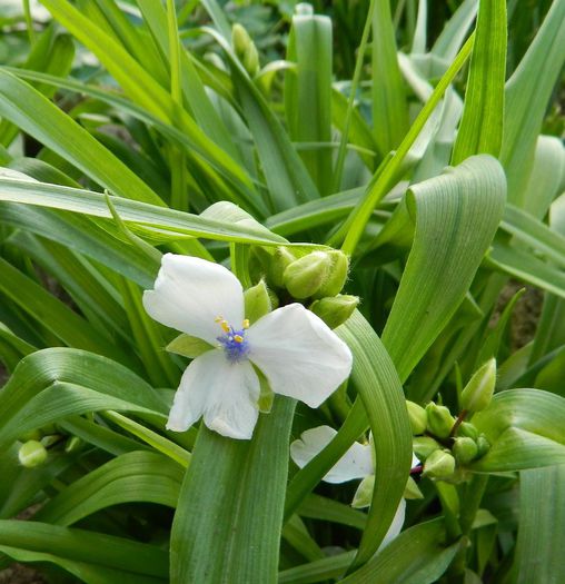 Tradescantia "Osprey" - Diverse in gradina