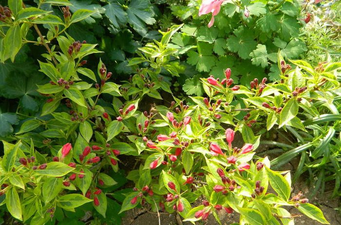 Weigela variegata cu flori grena - Diverse in gradina